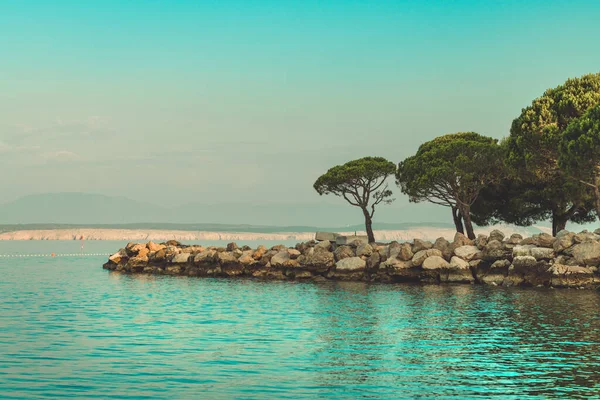 Hırvatistan Crikvenica Kentindeki Adriyatik Deniz Kıyısındaki Avrupa Kırmızı Çamı Pinus — Stok fotoğraf