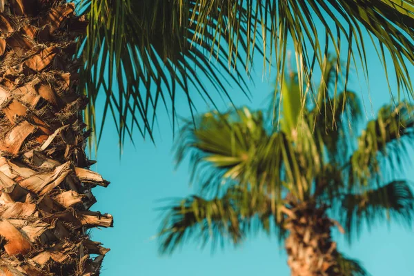 Palmeiras Paisagem Tropical Beira Mar Verão Férias Verão Fundo Férias — Fotografia de Stock