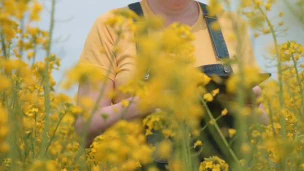 花の菜の花畑で革新的な技術タブレットコンピュータを使用して女性農家の農学者 選択的な焦点を当てたハンドヘルド映像 — ストック動画