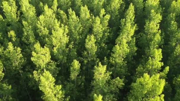 春の緑の森 晴れた日の午後に緑豊かな森の風景のドローンの空のショット — ストック動画