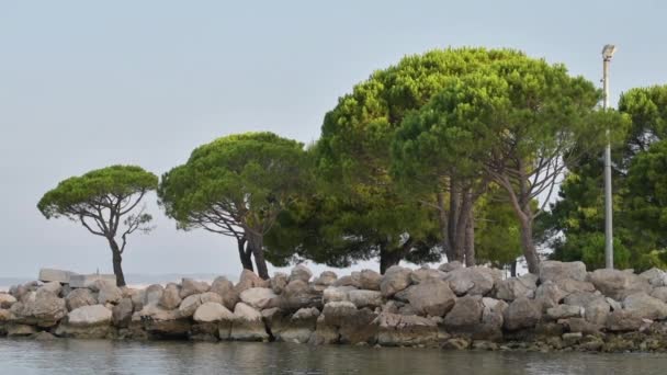 Hırvatistan Crikvenica Kentindeki Adriyatik Deniz Kıyısındaki Avrupa Kırmızı Çamı Pinus — Stok video