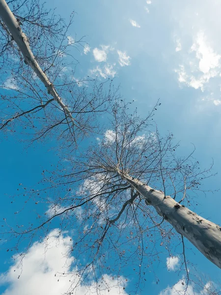 Akçaağaç Ağacının Altında Parktaki Bir Ağacın Çıplak Dallarının Alçak Açılı — Stok fotoğraf