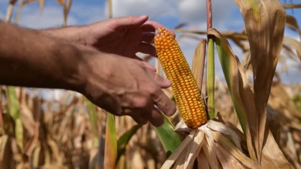 Фермер Собирает Спелую Кукурузу Поле Закрывает Руку Ухо Кукурузы Избирательным — стоковое видео