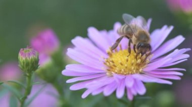 Pembe papatya çiçeğinin üzerindeki bal arısı, makro görüntü.