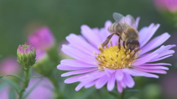Μέλισσα Ροζ Λουλούδι Μαργαρίτα Μακροσκοπικά Πλάνα — Αρχείο Βίντεο