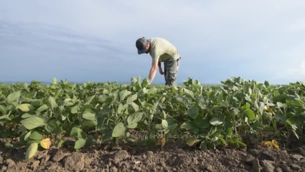 Allvarlig Oro Agronomen Bonde Undersöker Utvecklingen Gröna Sojabönor Grödor Planteringsfält — Stockvideo