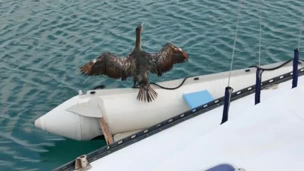 Grandes Asas Secagem Corvo Marinho Barco Pesca Este Pássaro Nidifica — Vídeo de Stock