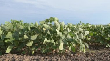 Tarlada soya fasulyesi hasadı, maksimum Glicine ekimi, seçici odaklanma