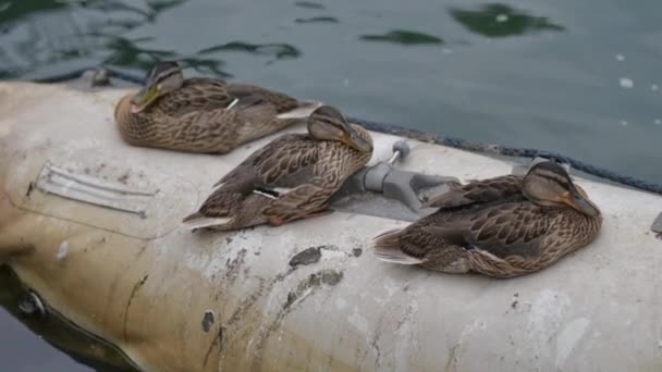 三只野鸭在充气船上休息 有选择地集中注意力 — 图库视频影像