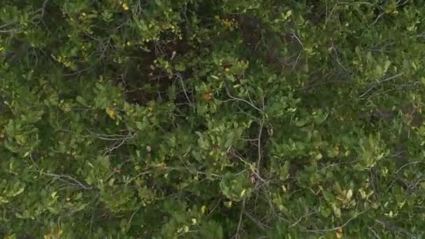Walnussbaumwipfel Obstgarten Von Oben Drohnenperspektive Von Oben — Stockvideo
