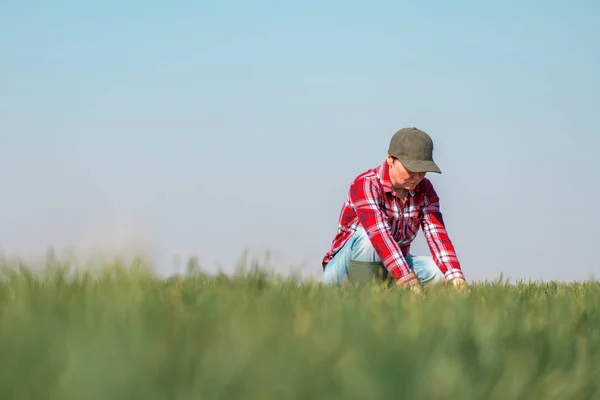 Landwirtin Untersucht Weizenkeimling Auf Bestelltem Feld Landarbeiterin Überprüft Entwicklung Der — Stockfoto