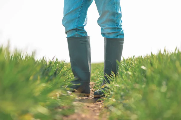 Agriculteur Bottes Caoutchouc Debout Dans Champ Semis Blé Vert Examiner — Photo