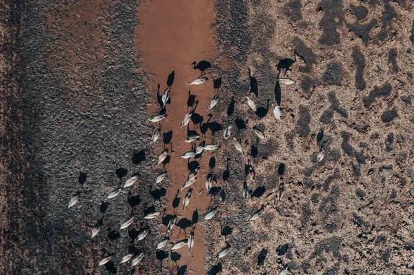 Bahar Göçü Sırasında Göletin Kenarında Dinlenen Kuş Sürüsü Grus Grus — Stok fotoğraf