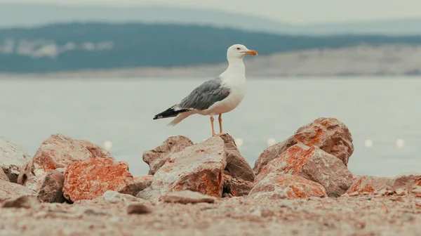 Oiseau Mouette Debout Sur Rocher Bord Mer Foyer Sélectif — Photo