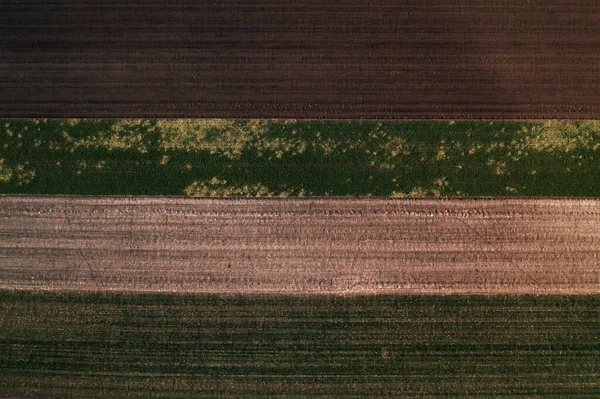 Kış Ayazı Nedeniyle Tarlada Buğday Tohumu Hasarı Insansız Hava Aracının — Stok fotoğraf