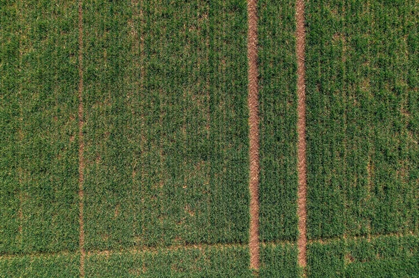 Vue Aérienne Champ Semis Blé Vert Vue Aérienne Drone Pov — Photo