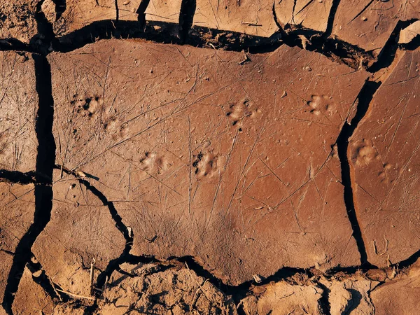 Traces Animaux Sauvages Dans Boue Séchée Directement Dessus — Photo