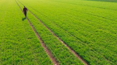 Buğday tohumu tarlasında yürüyen çiftçinin hava manzarası, ekin ekimi, drone pov
