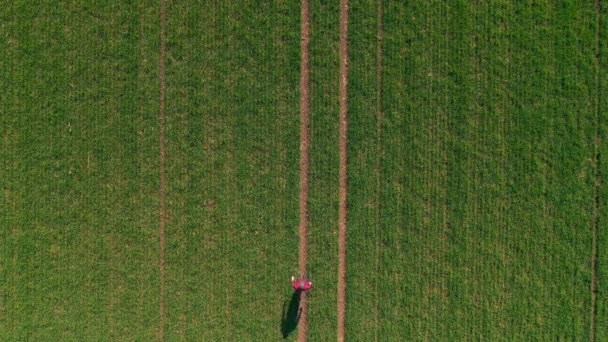 Vue Aérienne Agriculteur Marchant Dans Champ Semis Blé Regardant Dessus — Video