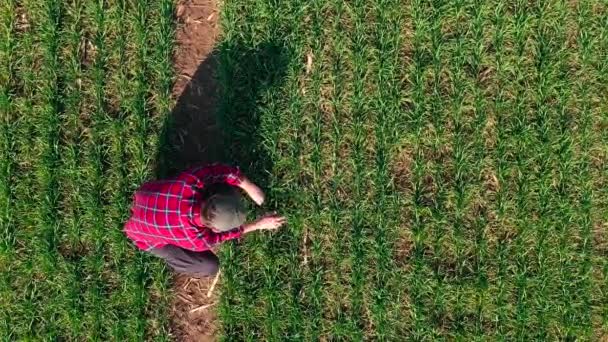 Аерофотозйомка Фермера Чоловіка Перевірка Розвитку Саджанців Пшениці Полі Плантації Вид — стокове відео