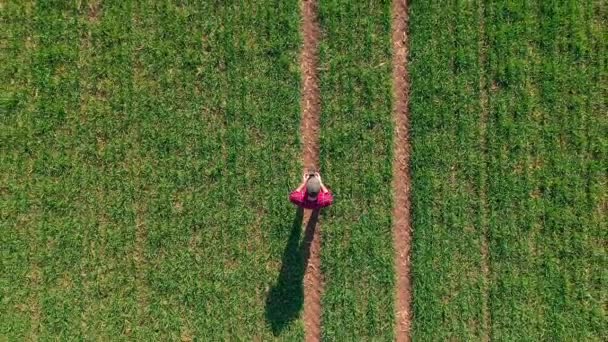 農業用ドローンを飛行し 栽培小麦のフィールドを観察するためにリモートコントローラを使用して農家 トップビュードローンPov — ストック動画