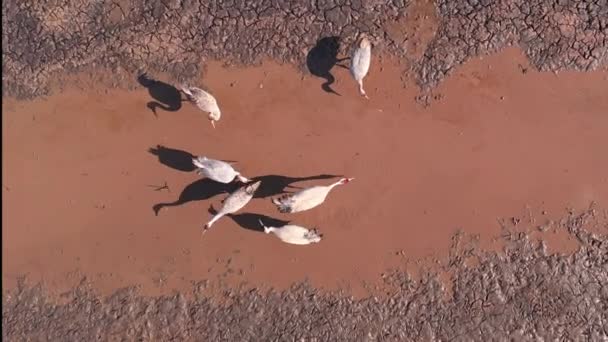 Stado Żurawia Pospolitego Grus Grus Ptaki Odpoczywające Pobliżu Stawu Podczas — Wideo stockowe