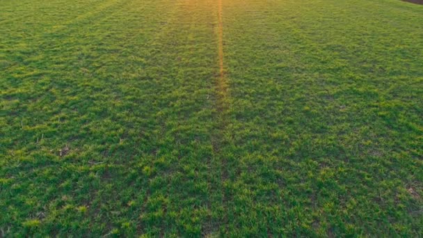 Dron Pov Dan Günbatımında Yeşil Buğday Tohum Tarlasının Hava Görüntüsü — Stok video