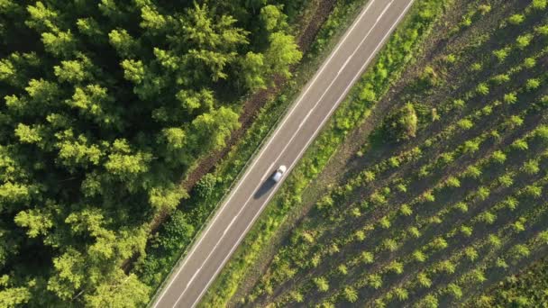 森林景観を介して道路上の車 空中ショットドローンのPov 高角度ビュー — ストック動画