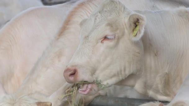Novi Sad Serbia Setembro 2021 Vacas Que Alimentam Feira Agrícola — Vídeo de Stock