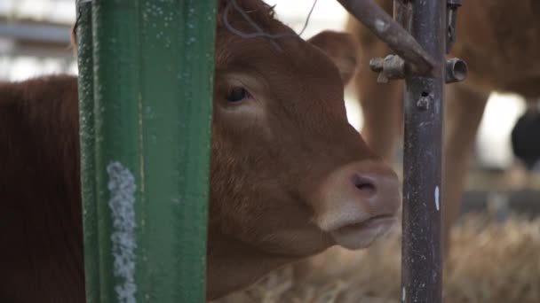 Novi Sad Serbia Setembro 2021 Vaca Bovina Limousin Feira Agrícola — Vídeo de Stock