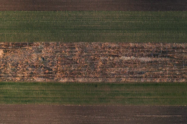 Opuszczona Winnica Drona Pov Widok Lotu Ptaka — Zdjęcie stockowe