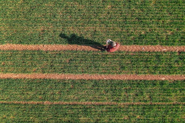 Фермер Использующий Дистанционный Контроллер Управления Сельскохозяйственным Беспилотником Наблюдения Культивируемым Пшеничным — стоковое фото