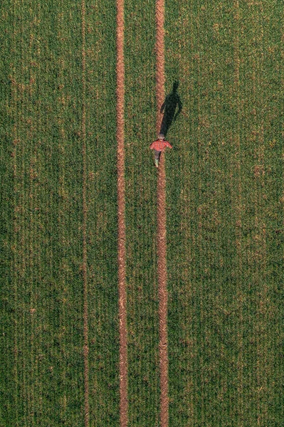 Vista Aérea Vertical Del Agricultor Pie Campo Plántulas Cultivos Trigo —  Fotos de Stock