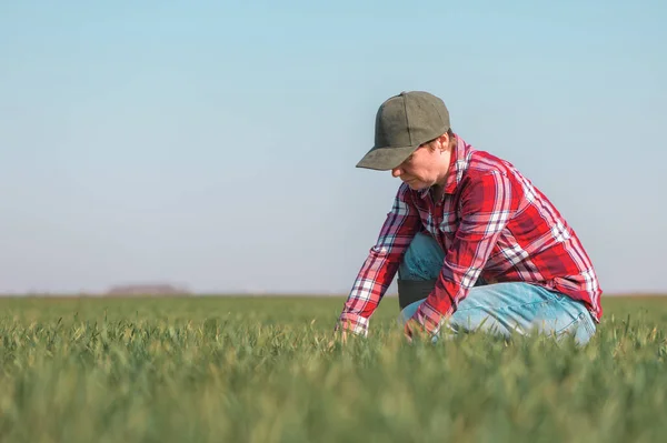 Farmer Examining Wheat Seedling Cultivated Field Female Farm Worker Checking — Stock Photo, Image