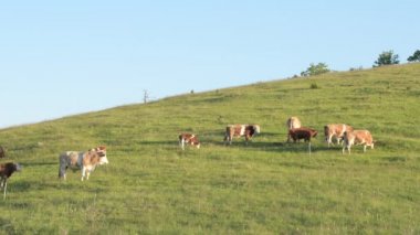 Baharın güneşli öğleden sonrasında Zlatibor tepelerinde otlayan serbest tarım inekleri.