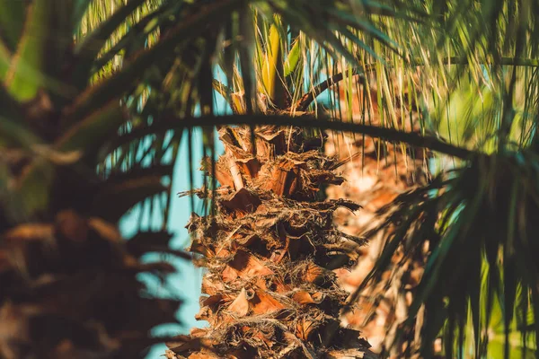 Palmeiras Paisagem Tropical Beira Mar Verão Férias Verão Fundo Férias — Fotografia de Stock