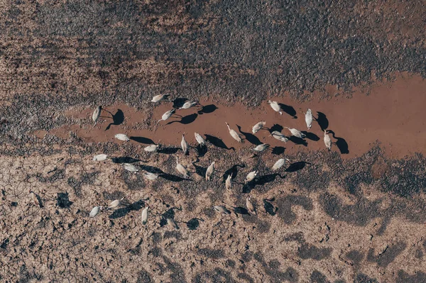 Bahar Göçü Sırasında Göletin Kenarında Dinlenen Kuş Sürüsü Grus Grus — Stok fotoğraf