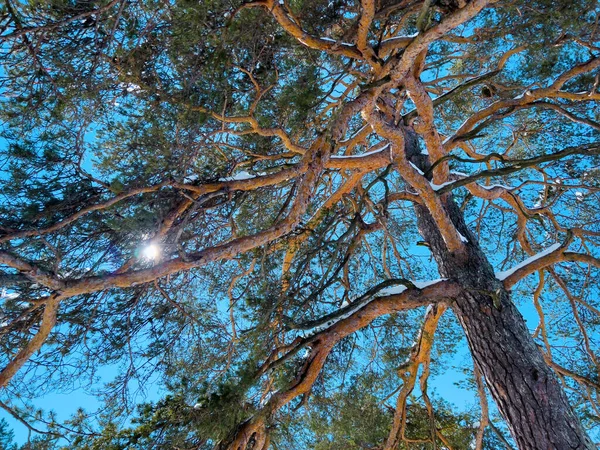 Kış Sabahı Uzun Çam Ağacının Altında — Stok fotoğraf