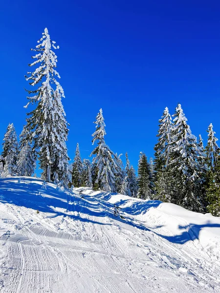 Bellissimi Pini Nella Neve Montagna Zlatibor Serbia — Foto Stock