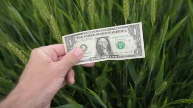 Amerikan dolarını tarlada olgunlaşmamış buğday ürünlerinin üzerinde tutan, tarım faaliyetlerinde kar kavramı, seçici odaklanma