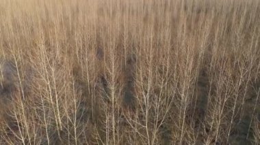Kış öğleden sonra drone pov 'dan sel basmış kavak ormanlarının hava görüntüsü.