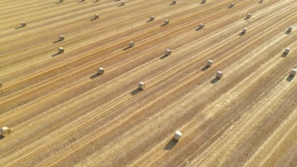 ドローンポフから収穫した小麦畑のロール干し草の山の空中写真 高角度ビューの写真 — ストック動画