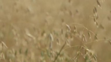 Olgun yulaf tarlasında hasat için hazır, rüzgarda sallanan, seçici odaklı