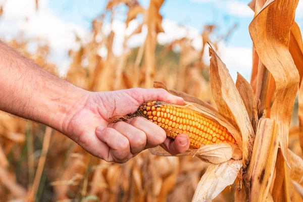 Фермер Собирает Спелую Кукурузу Поле Закрывает Руку Ухо Кукурузы Избирательным — стоковое фото