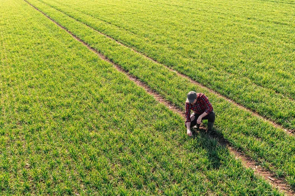 Letecký Pohled Farmáře Dřepícího Kontrolujícího Sadbu Pšeničných Sazenic Dron Pov — Stock fotografie
