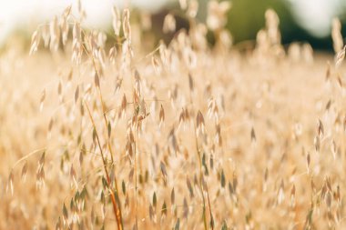 Olgun yulaf tarlasında hasat için hazır, rüzgarda sallanan, seçici odaklı