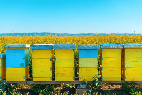 Beehive Boxes Blooming Rapeseed Field Honey Bees Performing Pollination Canola — Stock Photo, Image