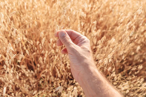 Çiftçi tarlada yulaf tarlasını kontrol ediyor, seçici bir odak ile el kapatıyor.
