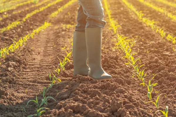 Bäuerin Gummistiefeln Steht Nach Herbizidbehandlung Jungem Grünen Maisfeld — Stockfoto