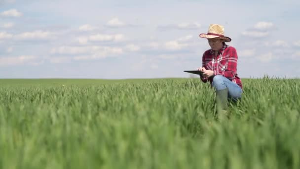 Female Farmer Agronomist Using Digital Tablet Green Wheat Field Innovative — Stock Video